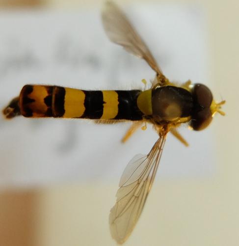 Sphaerophoria scripta
